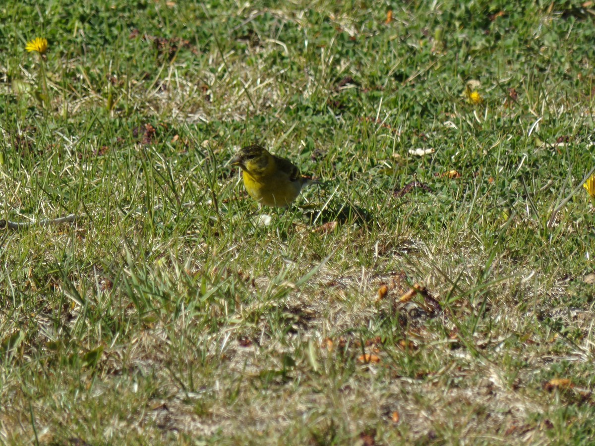 Black-chinned Siskin - Ana Laura Tinte