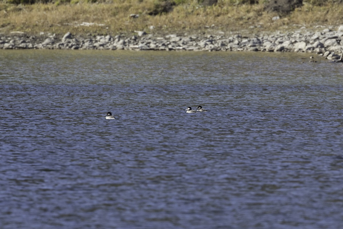 Bufflehead - ML610028398