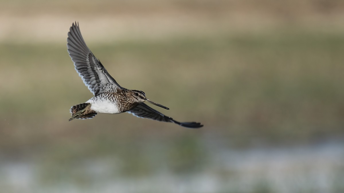 Common Snipe - ML610028459