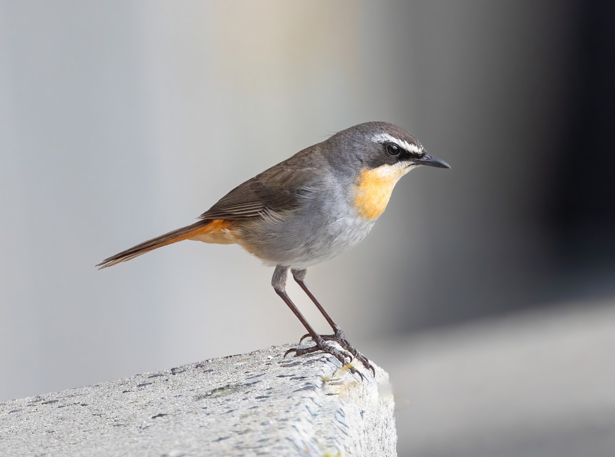 Cape Robin-Chat - ML610028564