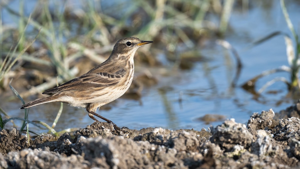 Water Pipit - ML610028567