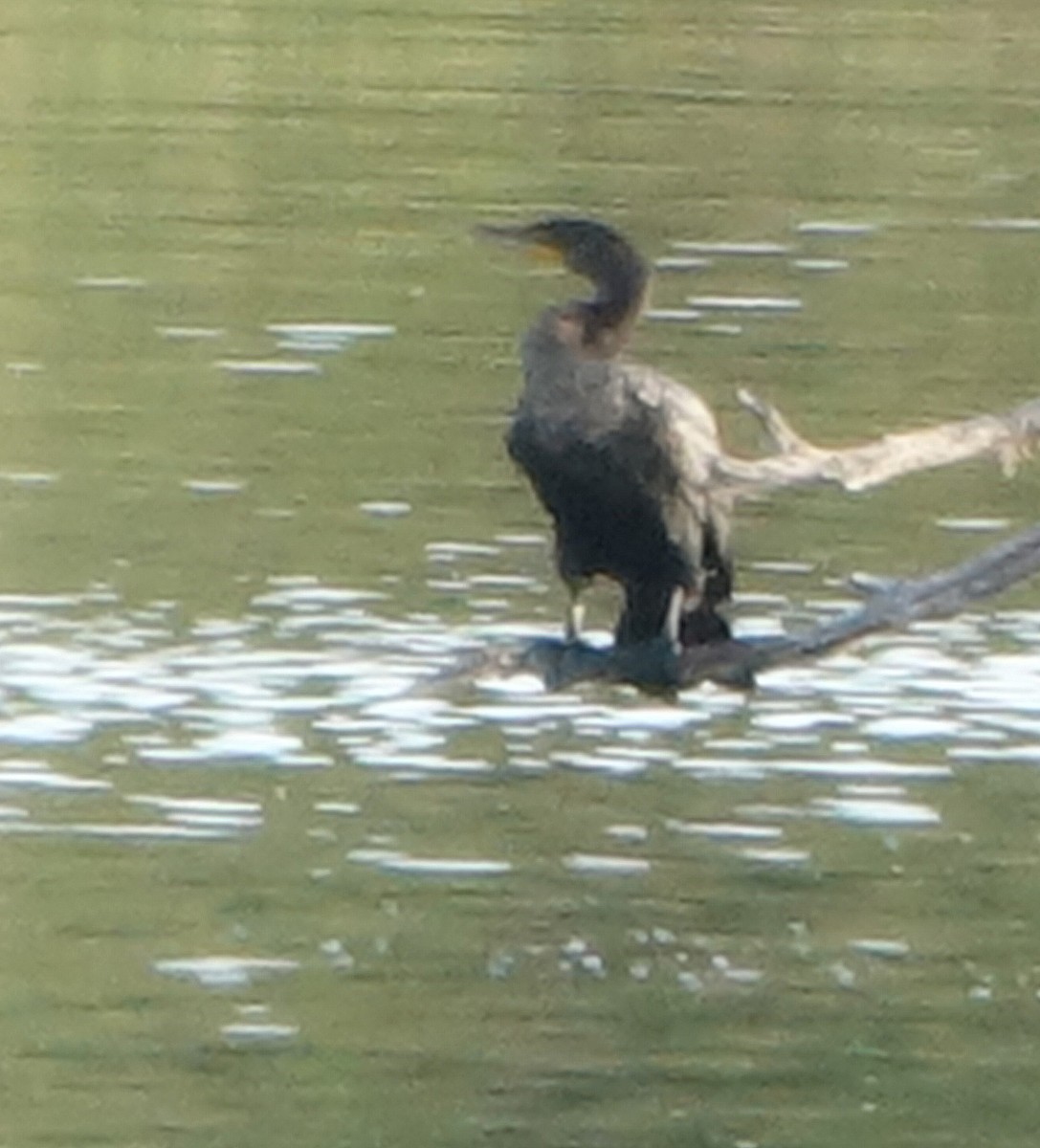 Double-crested Cormorant - ML610028583