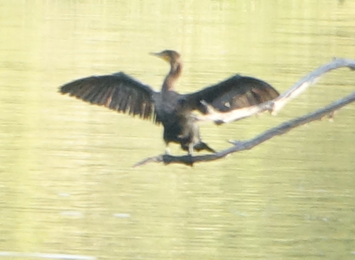 Double-crested Cormorant - ML610028584