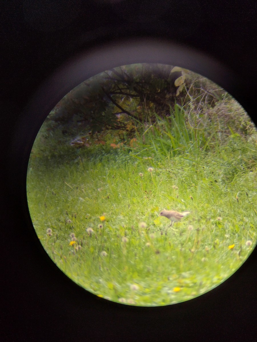 Dark-eyed Junco - ML610028639