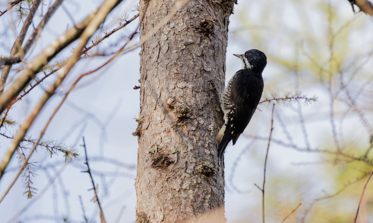 Black-backed Woodpecker - Steve Kelling