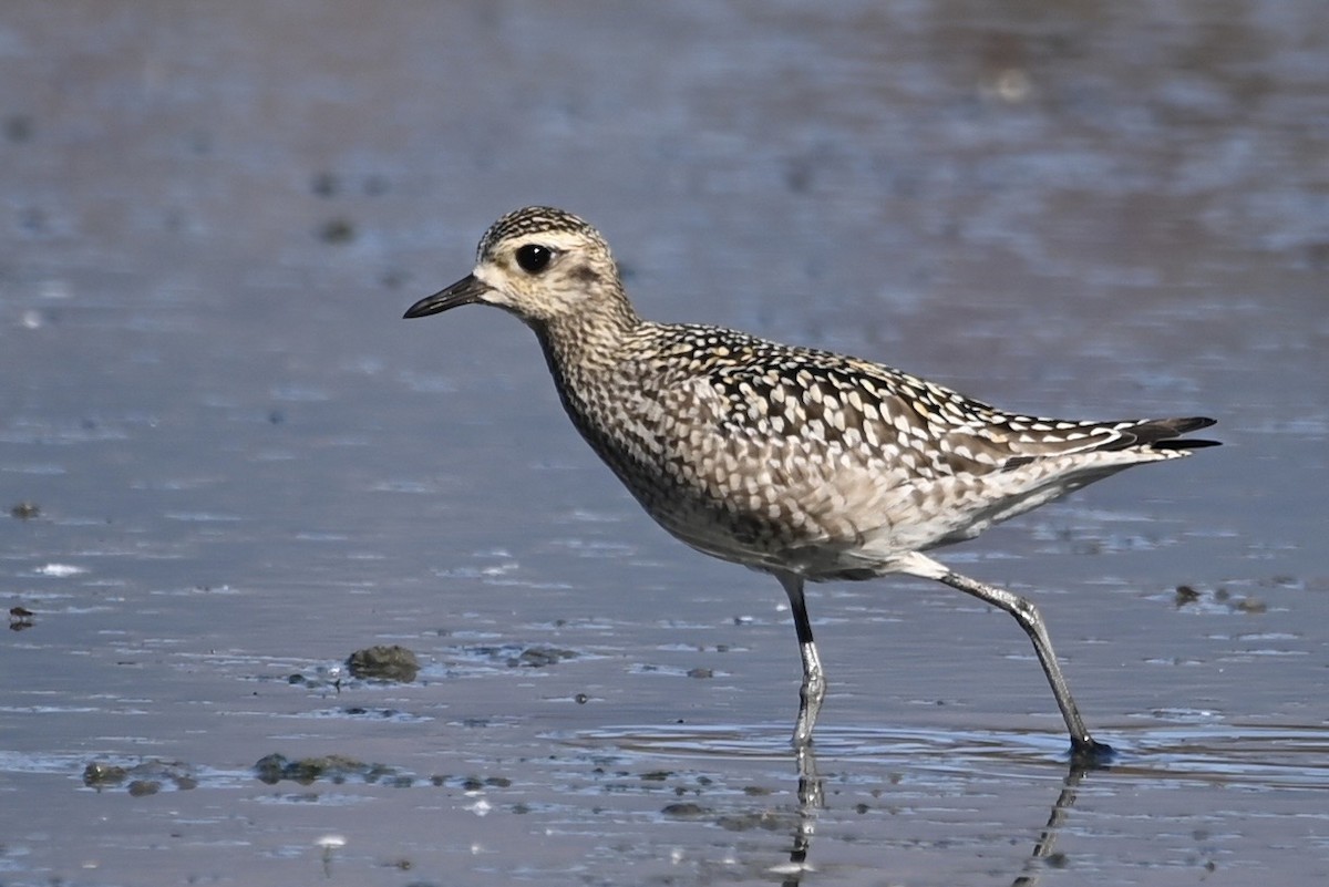 Pacific Golden-Plover - Alex Castelein