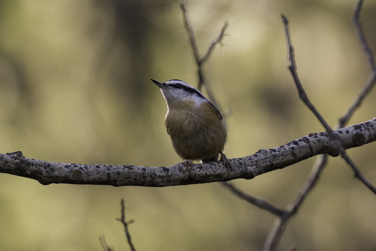 Red-breasted Nuthatch - ML610028811