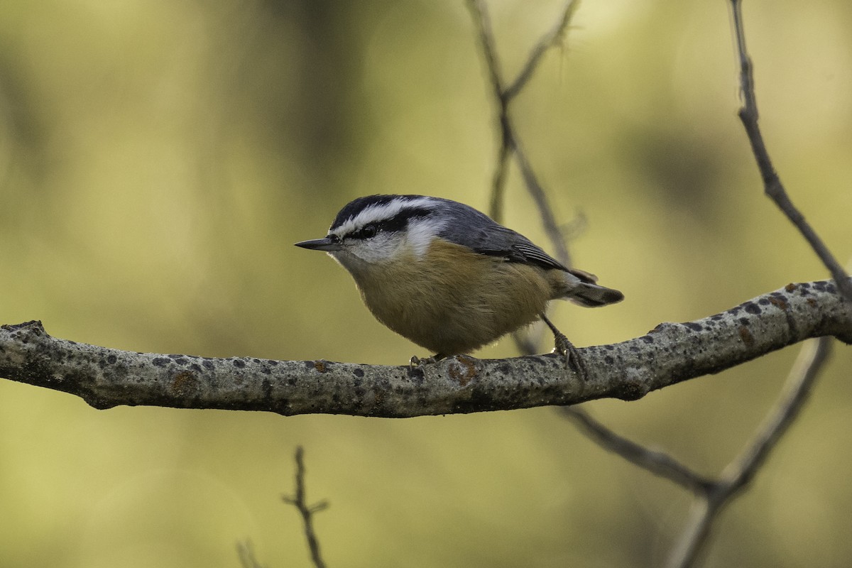 Red-breasted Nuthatch - ML610028812