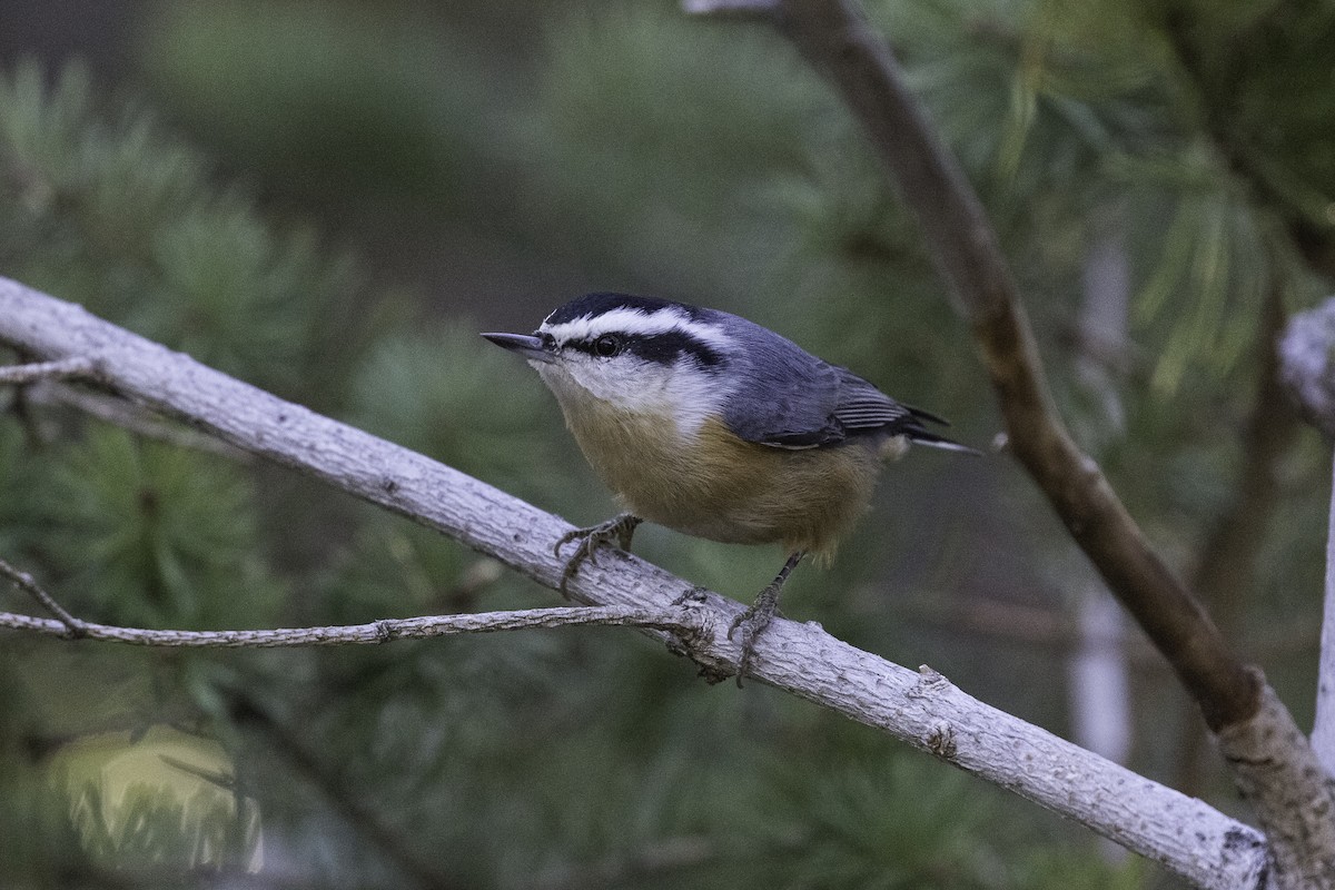 Red-breasted Nuthatch - ML610028816