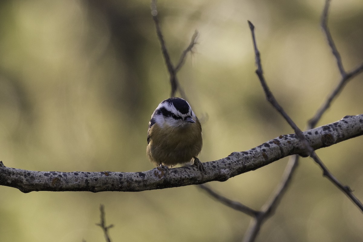 Red-breasted Nuthatch - ML610028829