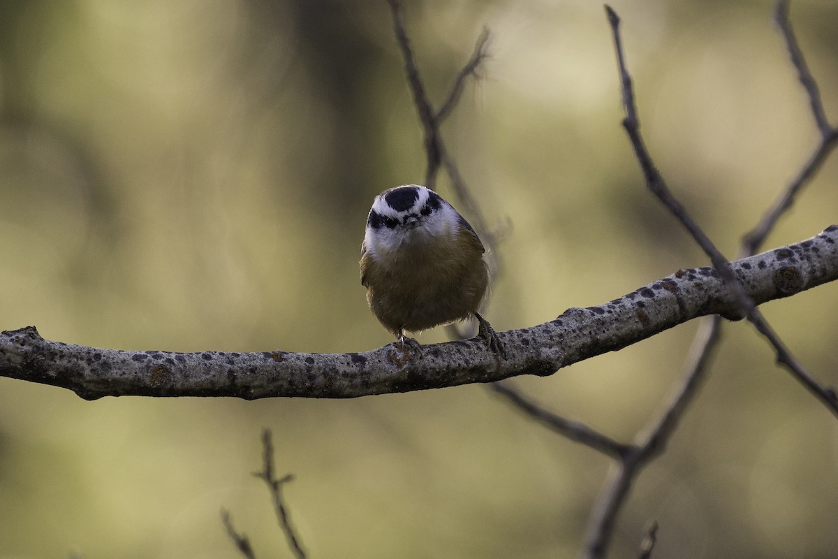 Red-breasted Nuthatch - ML610028830