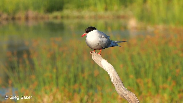 Arctic Tern - ML610028850