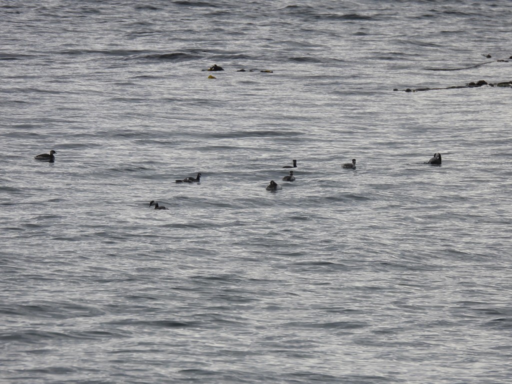 Horned Grebe - ML610028860