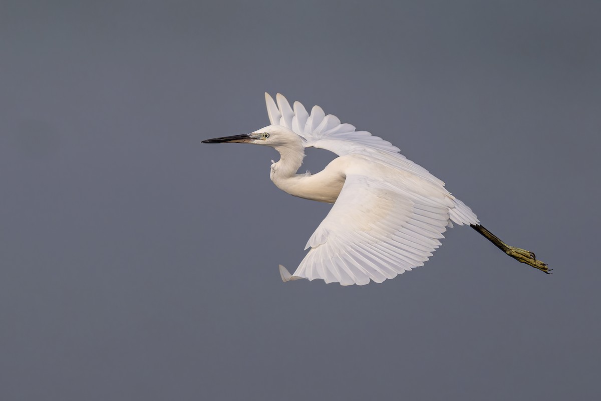 Little Egret - ML610028870