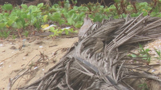 Pied Wheatear - ML610028958