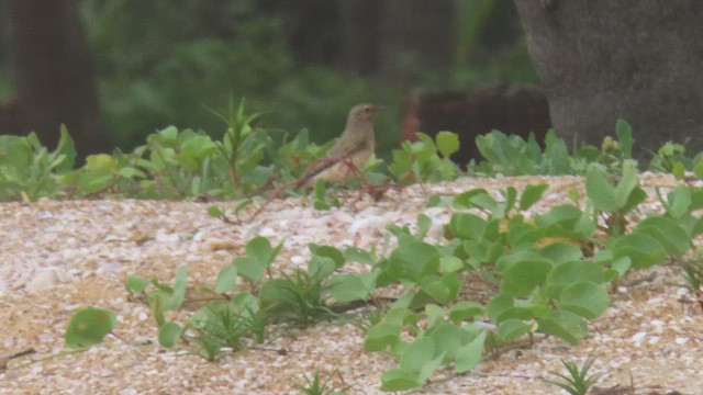 Pied Wheatear - ML610028961