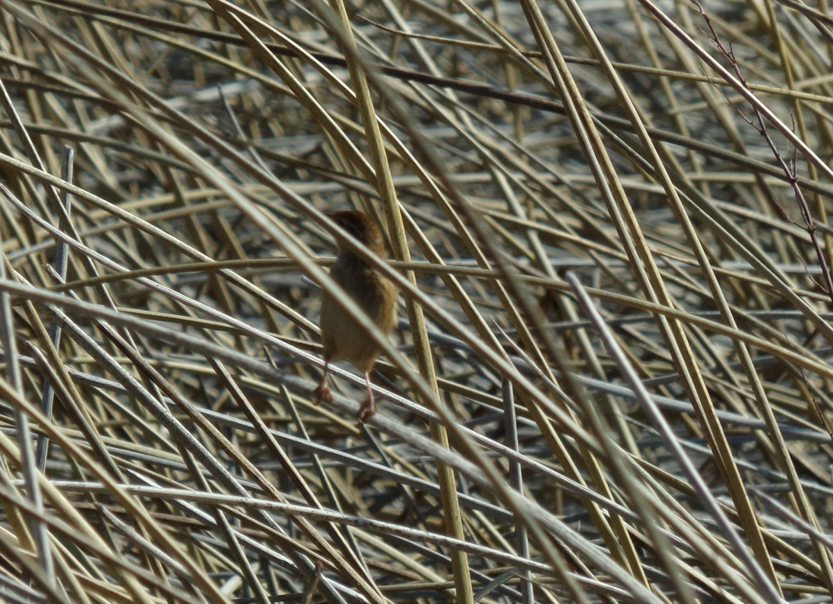 Grass Wren - Ana Laura Tinte