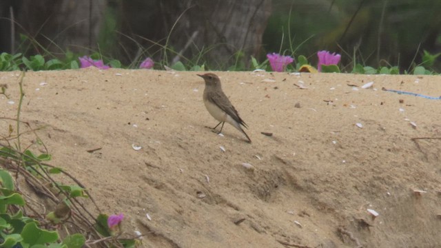 Pied Wheatear - ML610028964