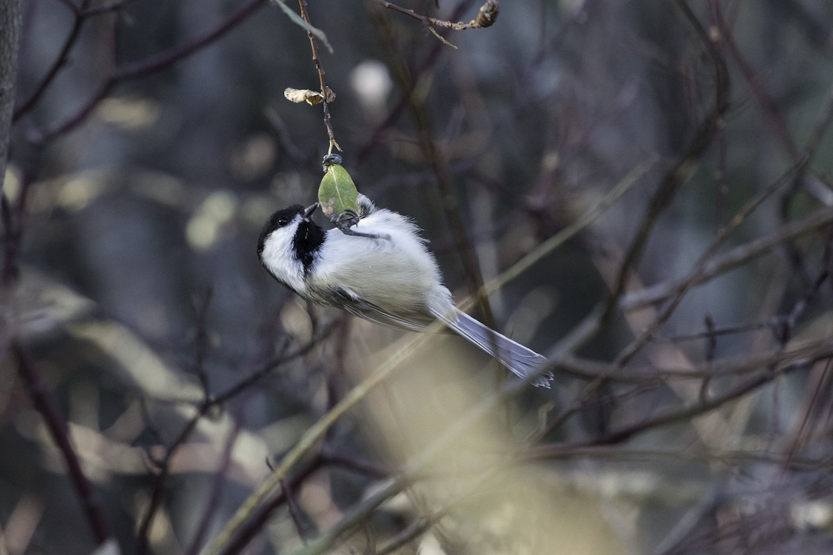 Black-capped Chickadee - ML610029012