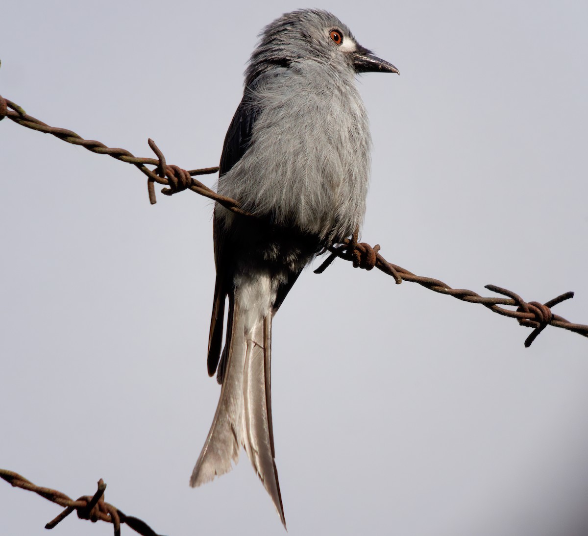 Kül Rengi Drongo - ML610029047