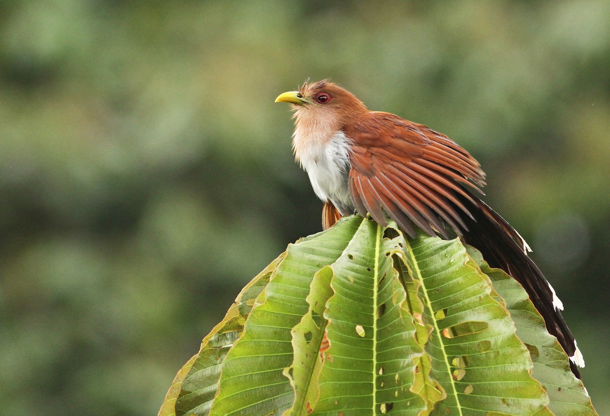Common Squirrel-Cuckoo - Luke Seitz