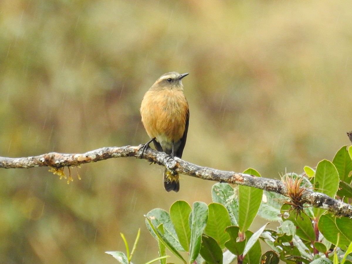 Brown-backed Chat-Tyrant - Roger Barboza Castro