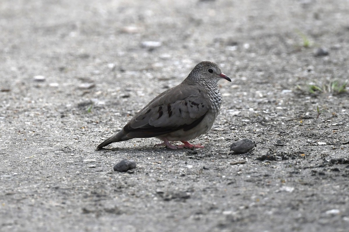 Common Ground Dove - ML610029312