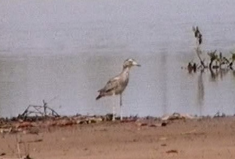 Senegal Thick-knee - ML610029371