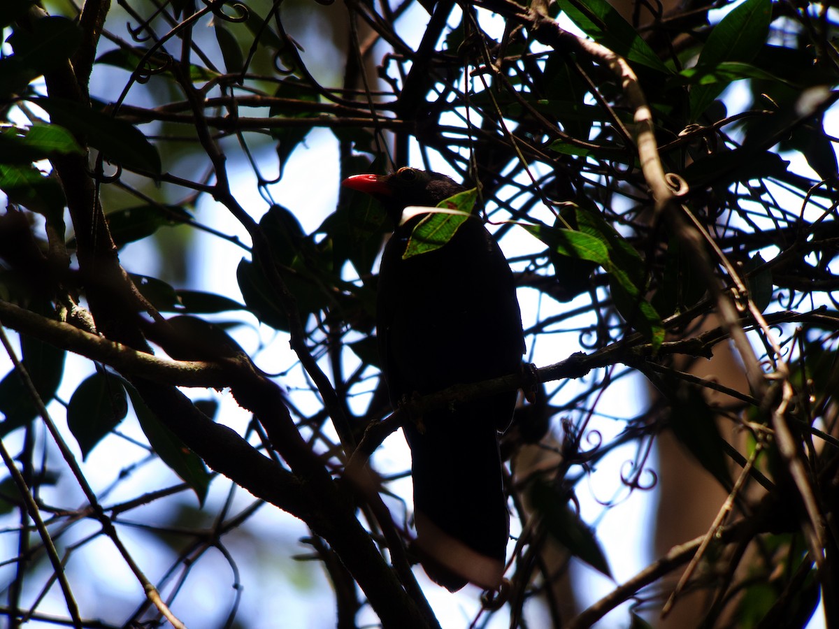 Bare-headed Laughingthrush - ML610029407