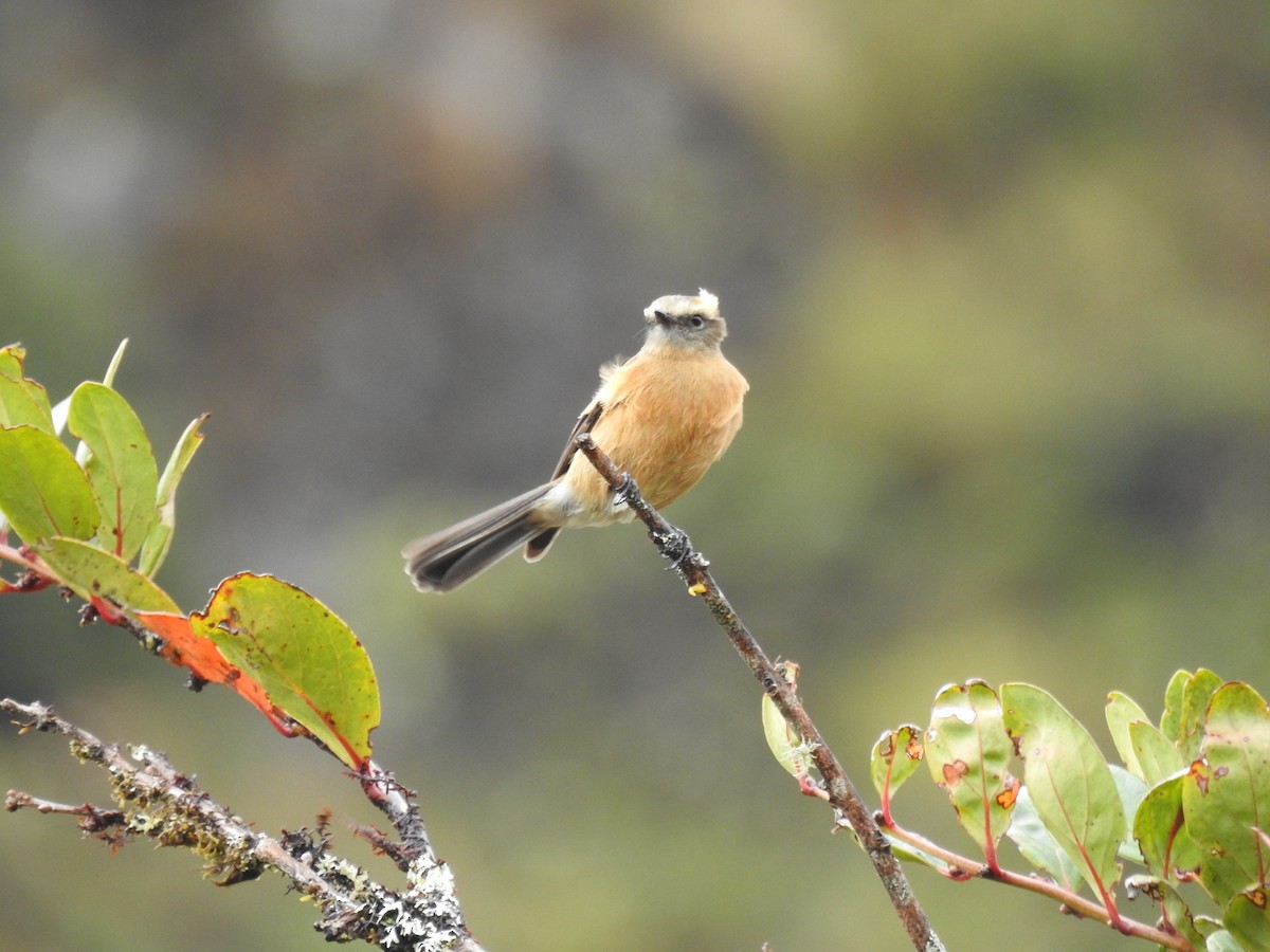 Brown-backed Chat-Tyrant - Roger Barboza Castro