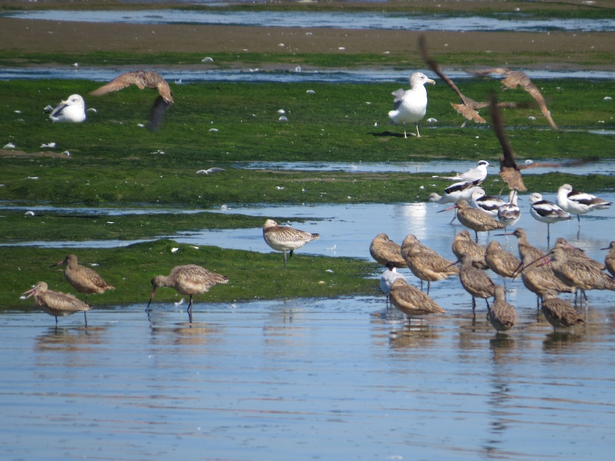 Bar-tailed Godwit - Jeff Hendricks