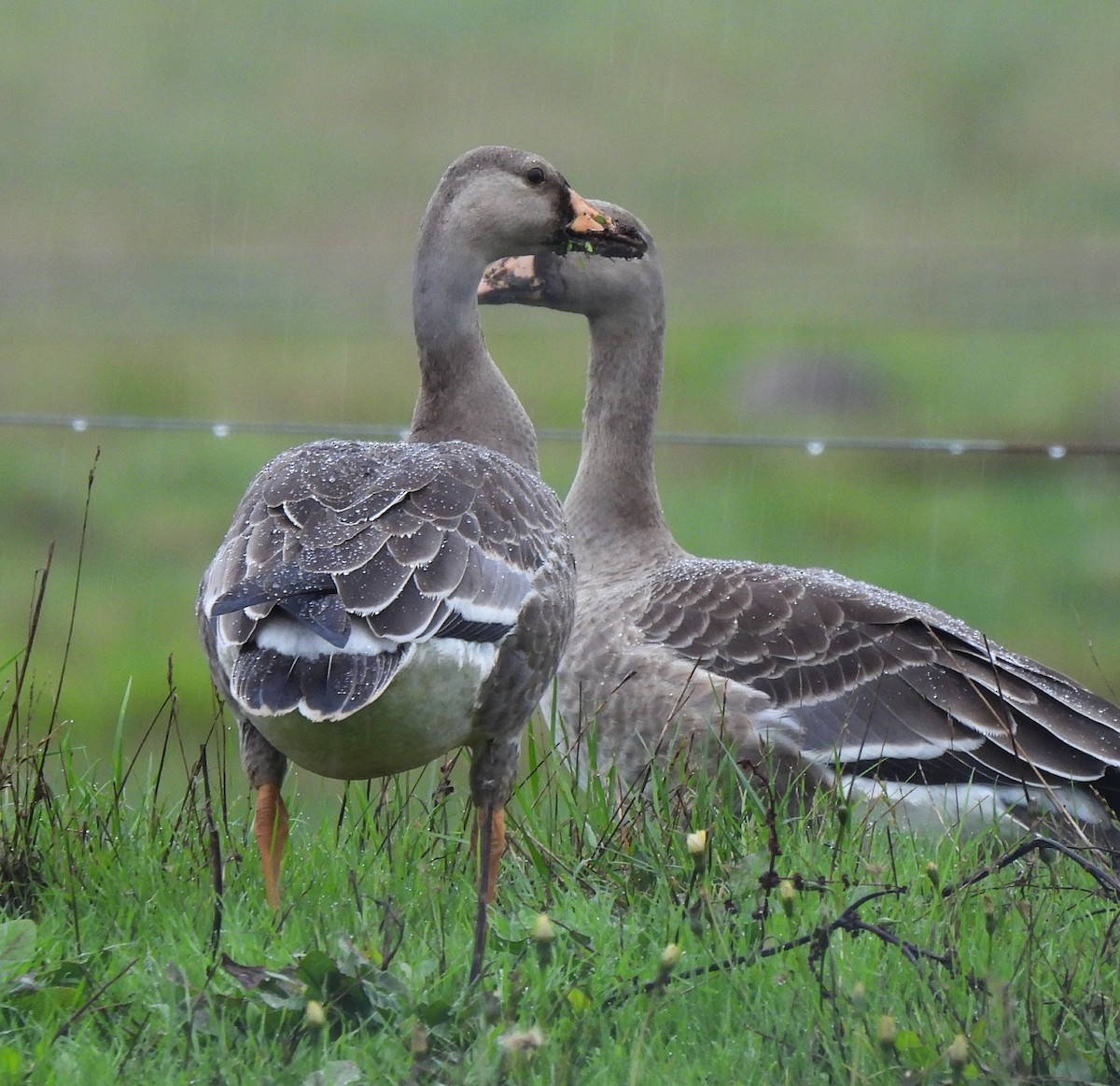 Greater White-fronted Goose - ML610029545