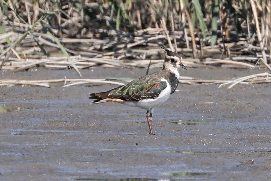 Northern Lapwing - Denis Tétreault