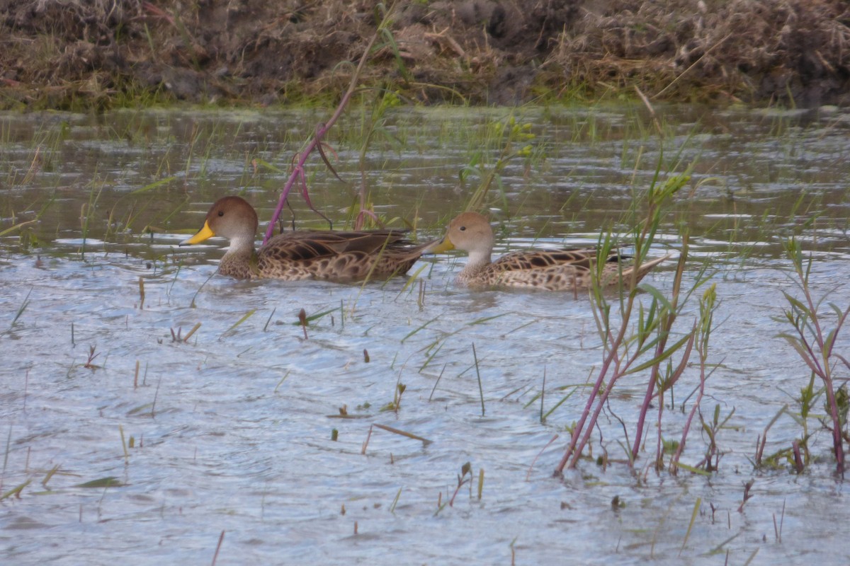Yellow-billed Pintail - ML610029592