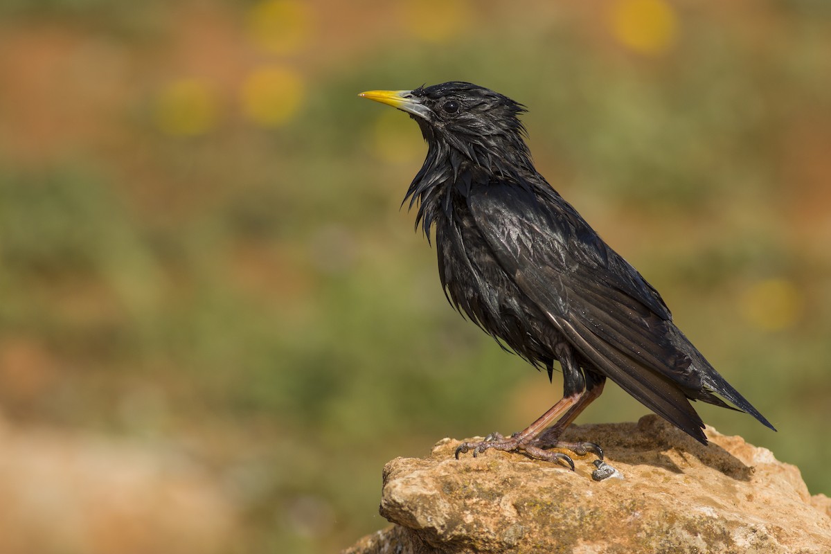 Spotless Starling - Javier Gómez González