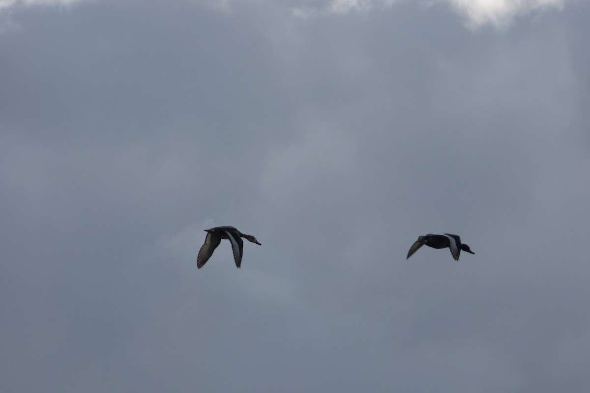 Rosy-billed Pochard - ML610029684
