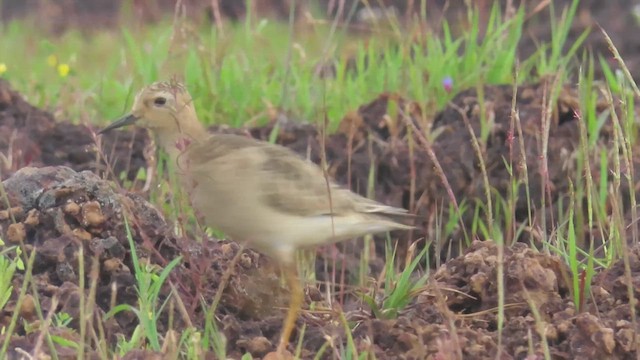 Buff-breasted Sandpiper - ML610029689