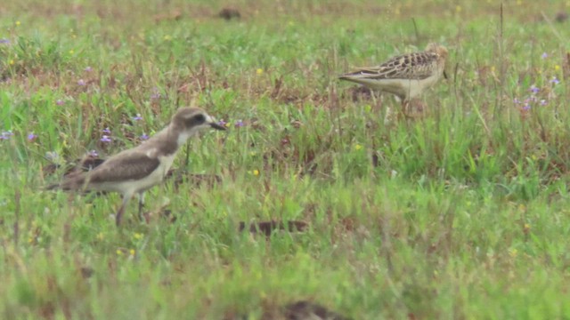 Buff-breasted Sandpiper - ML610029693