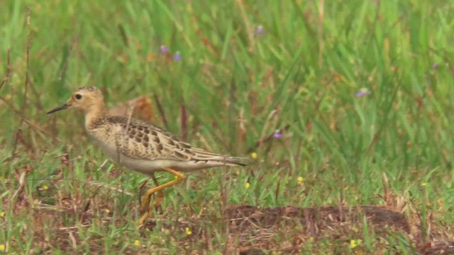 Buff-breasted Sandpiper - ML610029694