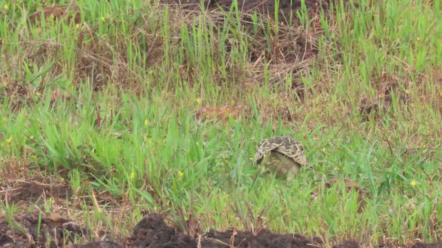 Buff-breasted Sandpiper - ML610029695