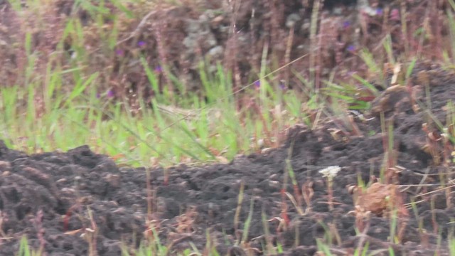 Buff-breasted Sandpiper - ML610029696