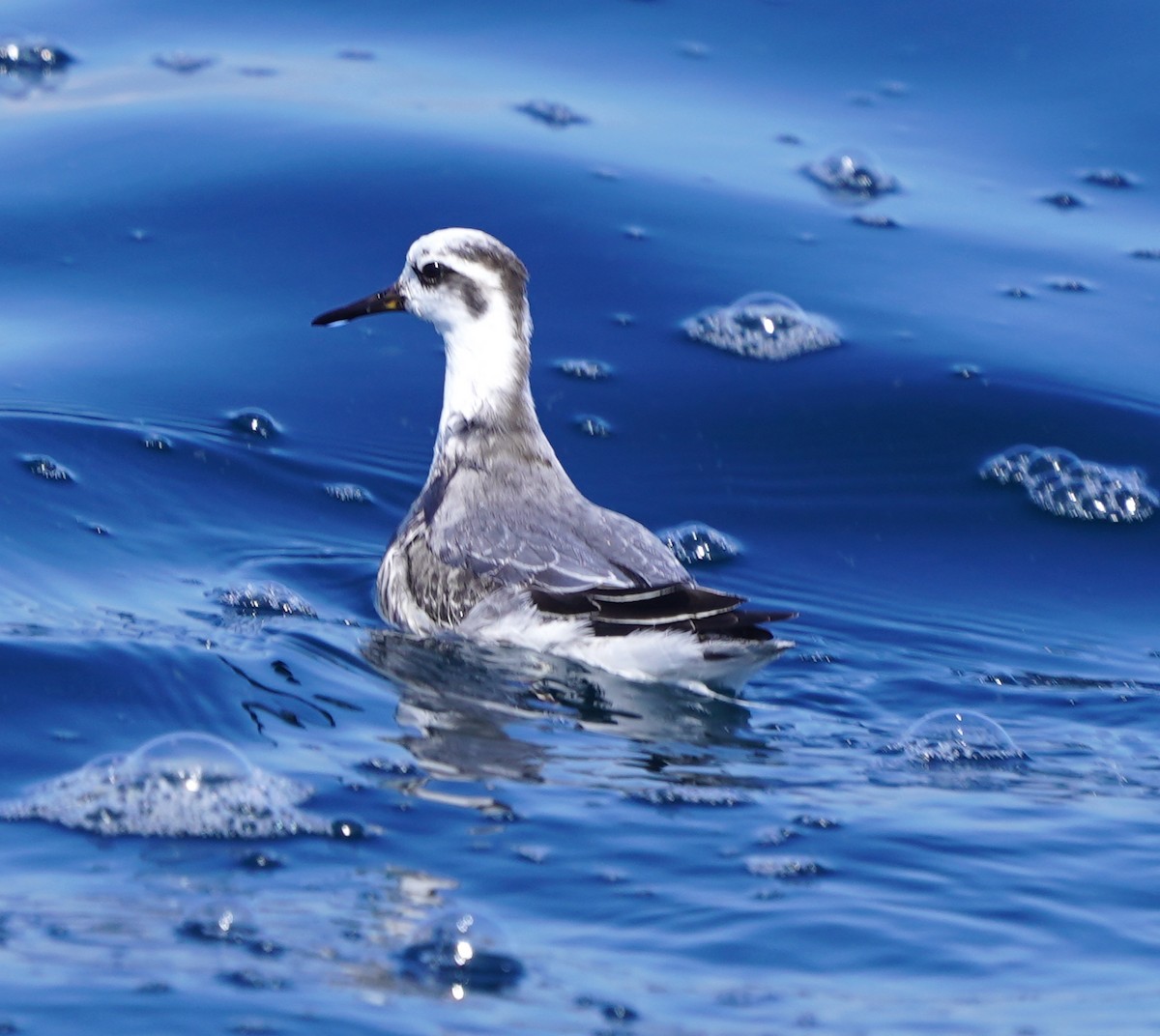 Red Phalarope - ML610029732