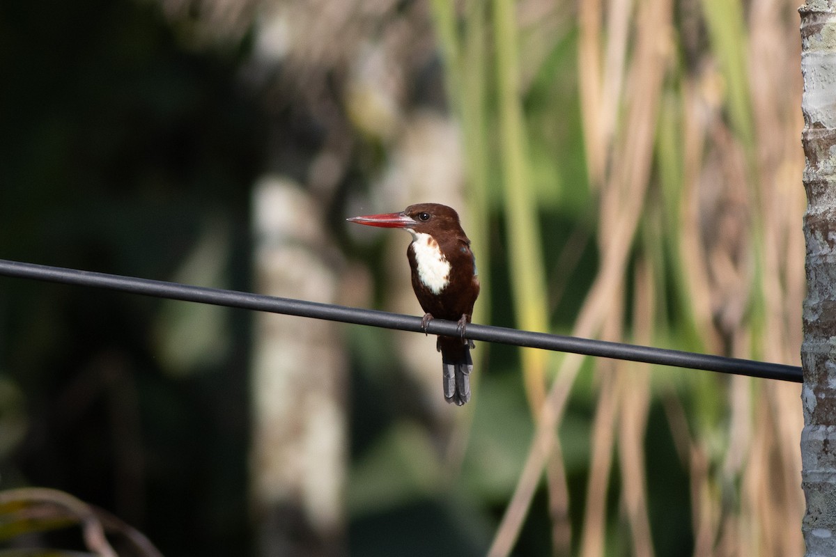 White-throated Kingfisher - ML610029755