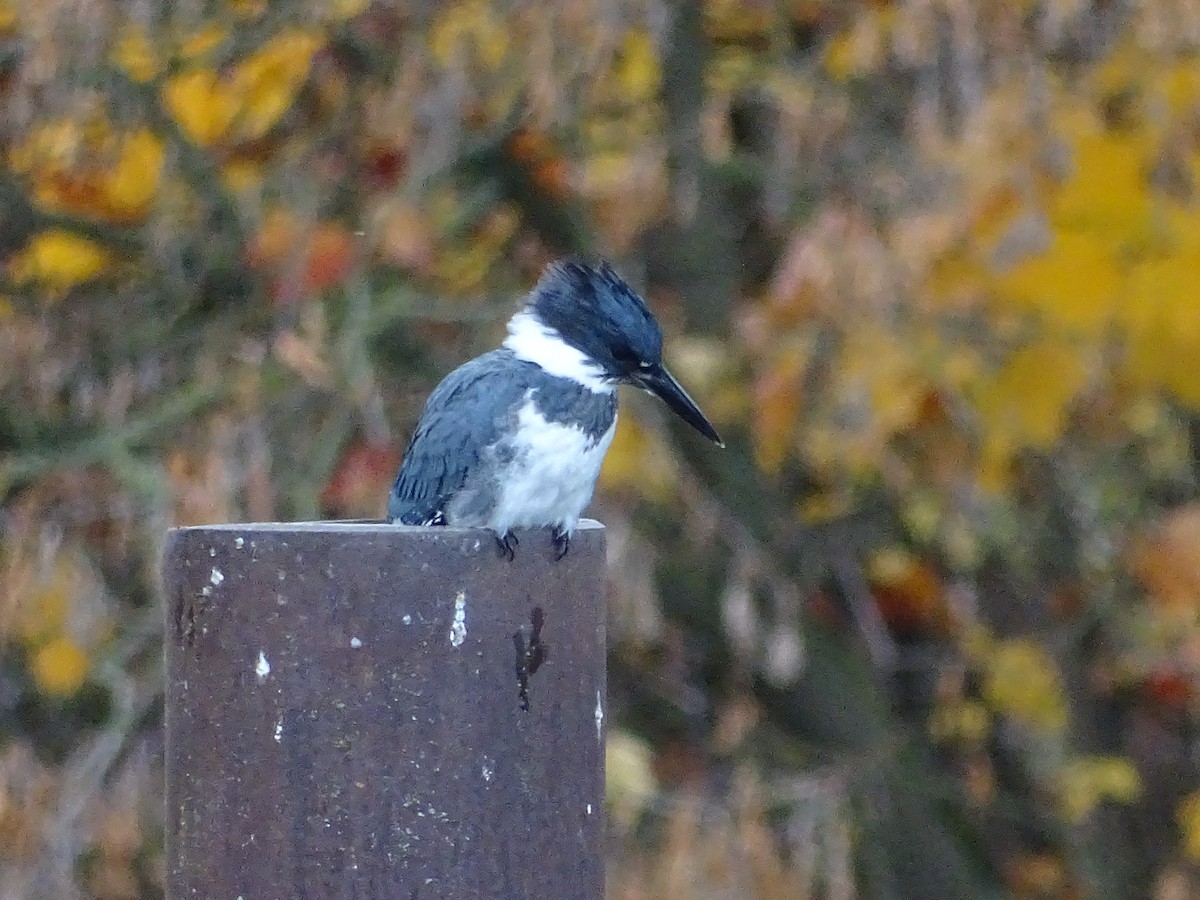 Belted Kingfisher - ML610029805