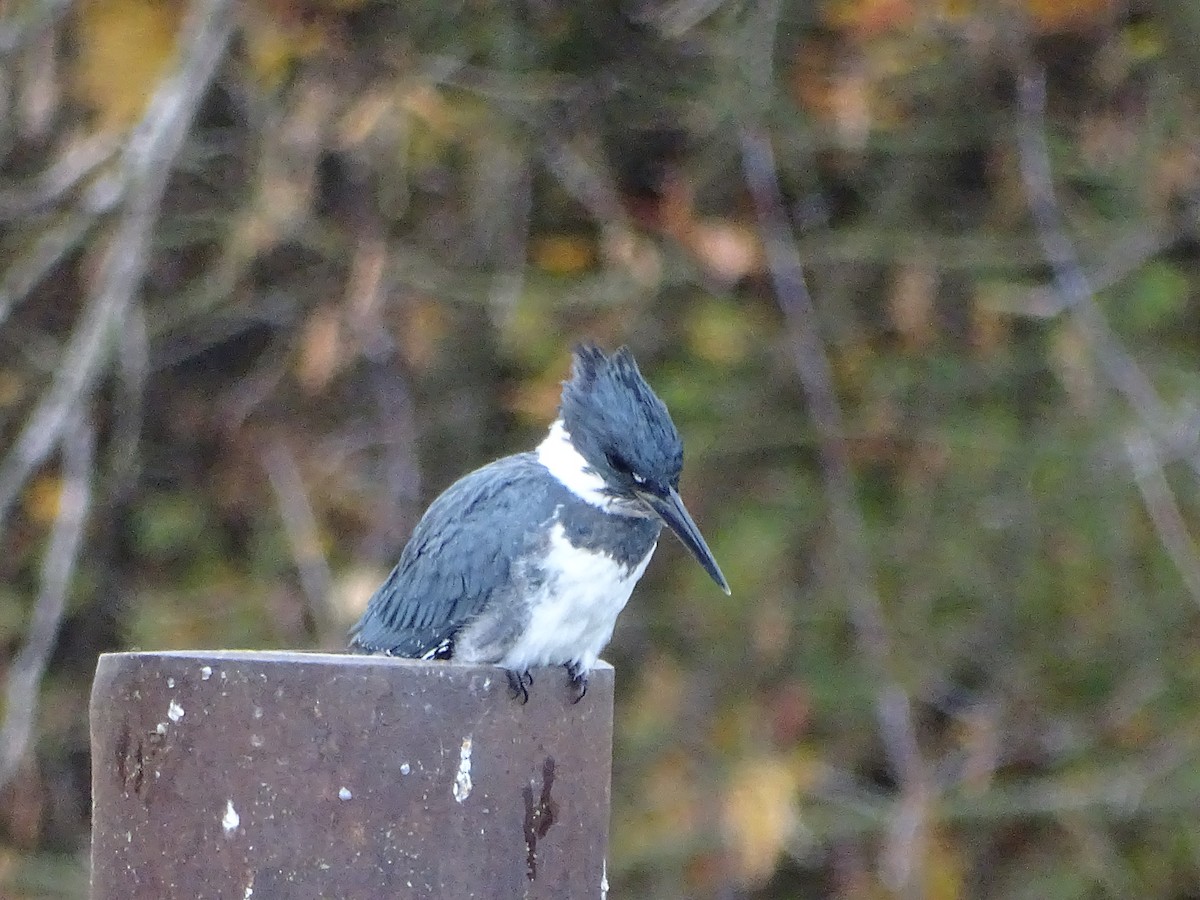 Belted Kingfisher - ML610029806