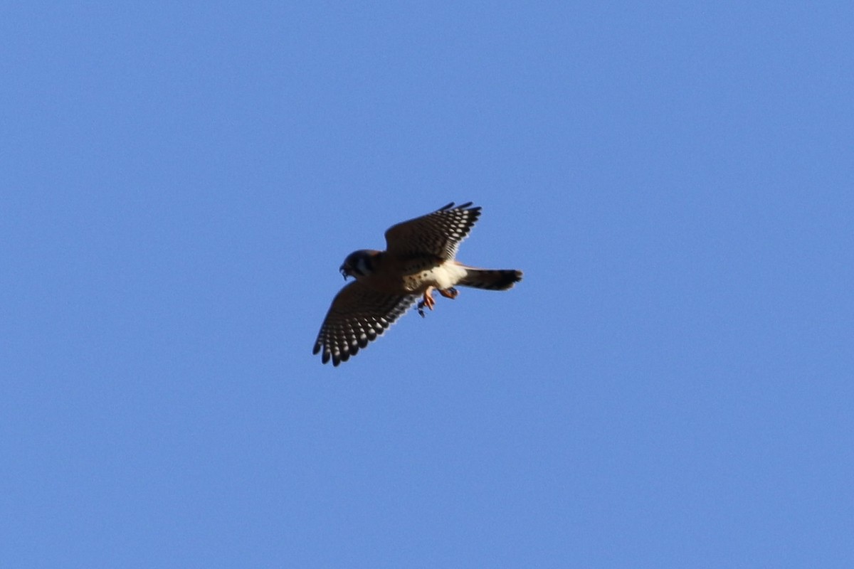 American Kestrel - ML610029929