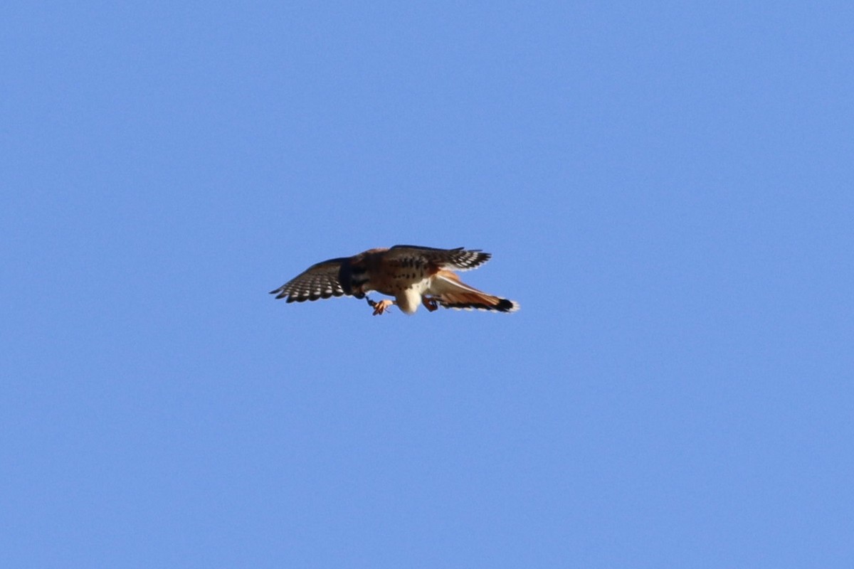 American Kestrel - ML610029934