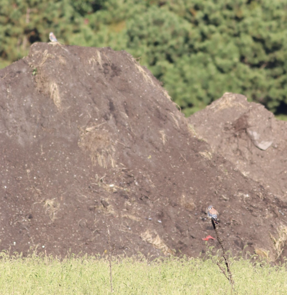 American Kestrel - ML610029935