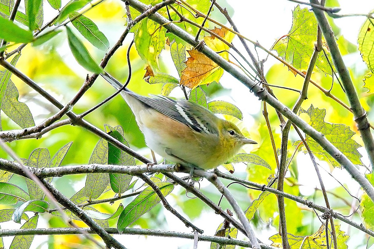 Bay-breasted Warbler - ML610029960