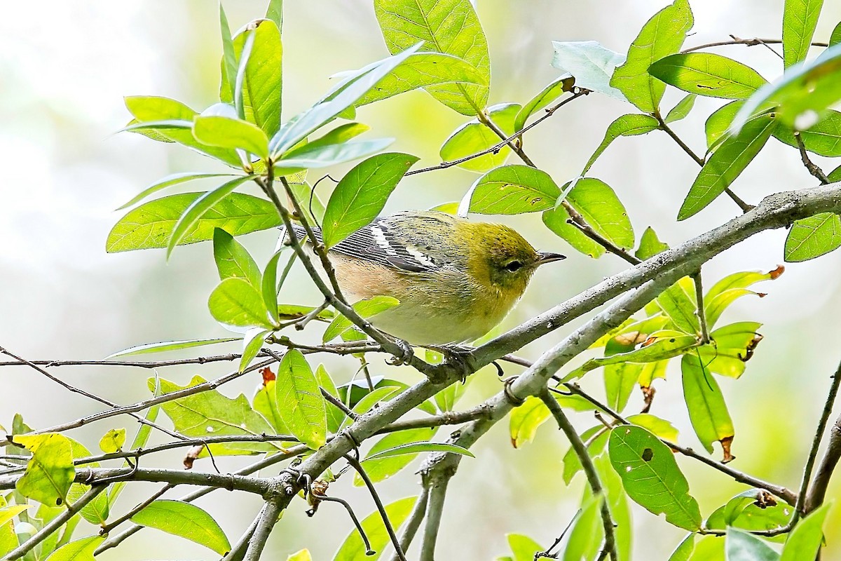 Bay-breasted Warbler - ML610029961